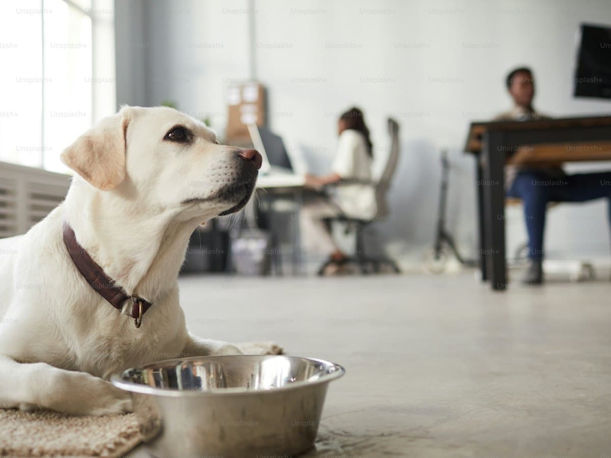 Pet Supplies